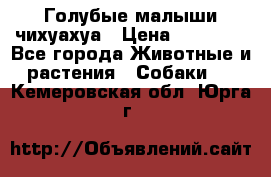 Голубые малыши чихуахуа › Цена ­ 25 000 - Все города Животные и растения » Собаки   . Кемеровская обл.,Юрга г.